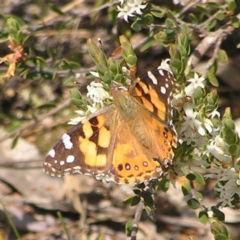 Vanessa kershawi (Australian Painted Lady) at Kambah, ACT - 25 Sep 2022 by MatthewFrawley