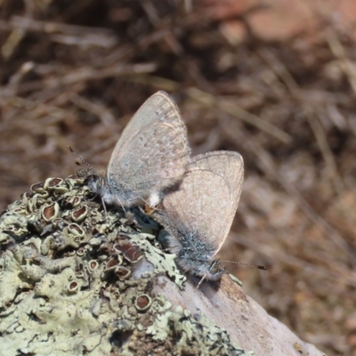 Zizina otis (Common Grass-Blue) at Theodore, ACT - 25 Sep 2022 by owenh