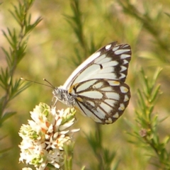 Belenois java (Caper White) at Kambah, ACT - 25 Sep 2022 by MatthewFrawley