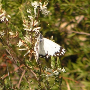 Belenois java at Kambah, ACT - 25 Sep 2022