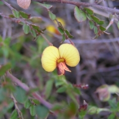 Bossiaea buxifolia (Matted Bossiaea) at Mount Taylor - 25 Sep 2022 by MatthewFrawley