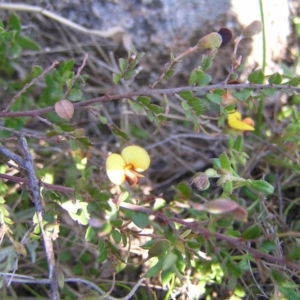 Bossiaea buxifolia at Kambah, ACT - 25 Sep 2022 02:00 PM