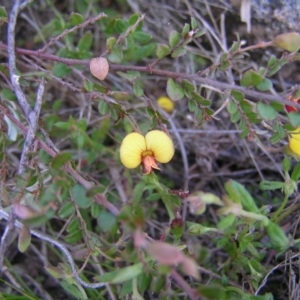 Bossiaea buxifolia at Kambah, ACT - 25 Sep 2022 02:00 PM