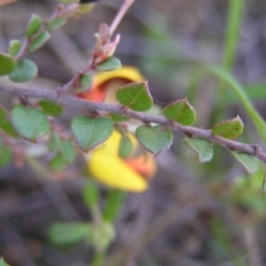 Bossiaea buxifolia at Kambah, ACT - 25 Sep 2022