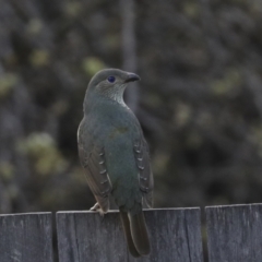 Ptilonorhynchus violaceus (Satin Bowerbird) at Higgins, ACT - 24 Sep 2022 by AlisonMilton