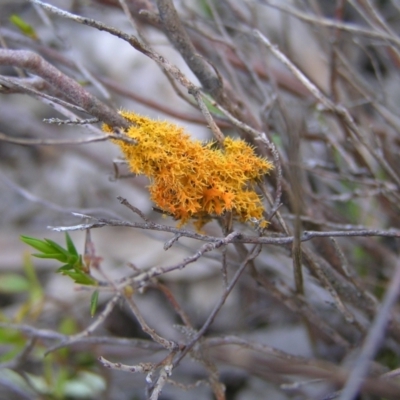 Teloschistes sp. (genus) (A lichen) at Kambah, ACT - 25 Sep 2022 by MatthewFrawley