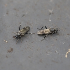 Exaireta spinigera (Garden Soldier Fly) at Higgins, ACT - 21 Sep 2022 by AlisonMilton