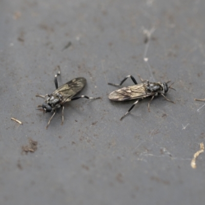 Exaireta spinigera (Garden Soldier Fly) at Higgins, ACT - 21 Sep 2022 by AlisonMilton