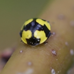 Illeis galbula (Fungus-eating Ladybird) at Higgins, ACT - 21 Sep 2022 by AlisonMilton