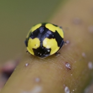 Illeis galbula at Higgins, ACT - 21 Sep 2022 01:34 PM