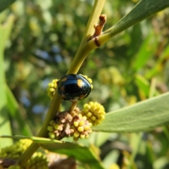 Orcus australasiae at Wayo, NSW - 25 Sep 2022