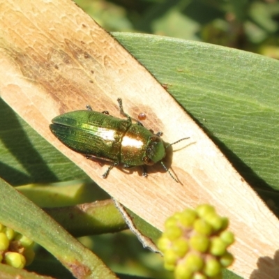 Melobasis sp. (genus) (Unidentified Melobasis jewel Beetle) at Wayo, NSW - 25 Sep 2022 by Christine