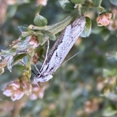 Philobota stella (A concealer moth) at Kybeyan State Conservation Area - 25 Sep 2022 by SteveBorkowskis