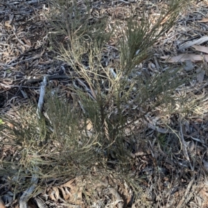 Exocarpos strictus at Numeralla, NSW - 25 Sep 2022 10:23 AM