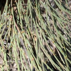 Exocarpos strictus at Numeralla, NSW - 25 Sep 2022 10:23 AM