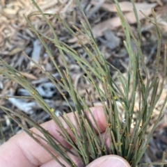 Exocarpos strictus at Numeralla, NSW - 25 Sep 2022