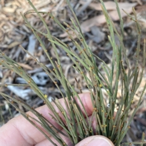 Exocarpos strictus at Numeralla, NSW - 25 Sep 2022