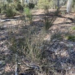 Exocarpos strictus at Numeralla, NSW - 25 Sep 2022