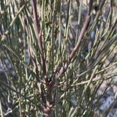 Exocarpos strictus at Numeralla, NSW - 25 Sep 2022