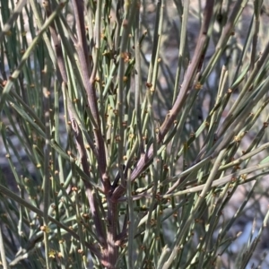 Exocarpos strictus at Numeralla, NSW - 25 Sep 2022