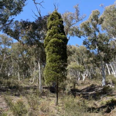 Callitris endlicheri (Black Cypress Pine) at Kybeyan State Conservation Area - 25 Sep 2022 by Steve_Bok