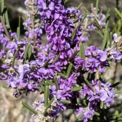 Hovea asperifolia subsp. asperifolia (Rosemary Hovea) at Kybeyan State Conservation Area - 25 Sep 2022 by Steve_Bok