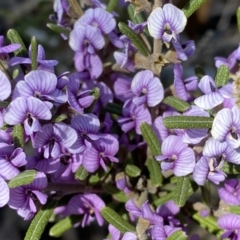 Hovea asperifolia subsp. asperifolia at Numeralla, NSW - 25 Sep 2022