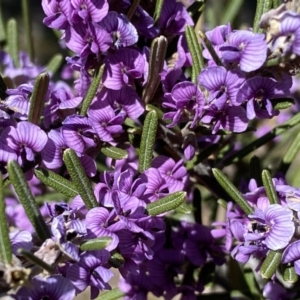 Hovea asperifolia subsp. asperifolia at Numeralla, NSW - 25 Sep 2022