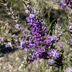 Hovea asperifolia subsp. asperifolia at Numeralla, NSW - 25 Sep 2022