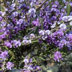 Hovea asperifolia subsp. asperifolia at Numeralla, NSW - 25 Sep 2022