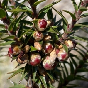 Melichrus urceolatus at Numeralla, NSW - 25 Sep 2022