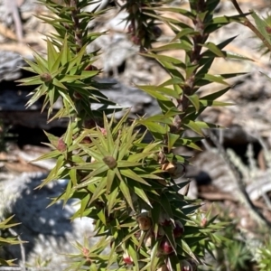 Melichrus urceolatus at Numeralla, NSW - 25 Sep 2022