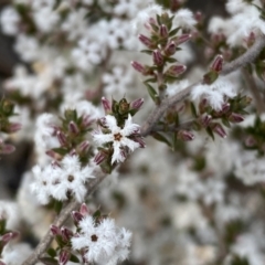 Leucopogon attenuatus (Small-leaved Beard Heath) at Kybeyan State Conservation Area - 25 Sep 2022 by Steve_Bok