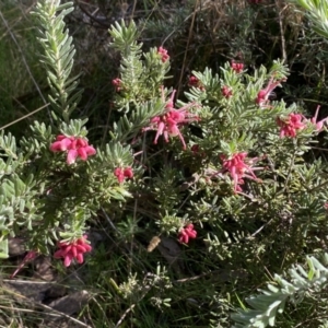 Grevillea lanigera at Numeralla, NSW - 25 Sep 2022