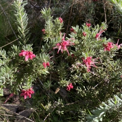 Grevillea lanigera (Woolly Grevillea) at Numeralla, NSW - 25 Sep 2022 by Steve_Bok