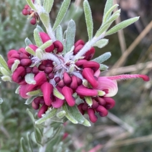 Grevillea lanigera at Numeralla, NSW - 25 Sep 2022