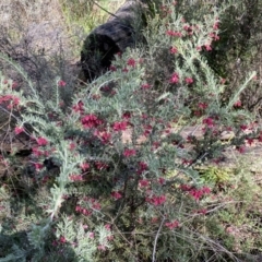 Grevillea lanigera at Numeralla, NSW - 25 Sep 2022