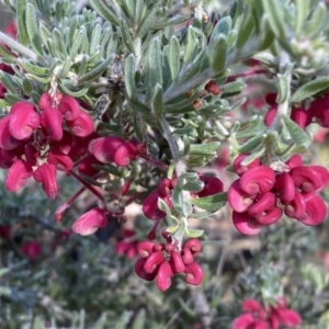 Grevillea lanigera at Numeralla, NSW - 25 Sep 2022