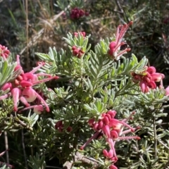 Grevillea lanigera at Numeralla, NSW - 25 Sep 2022