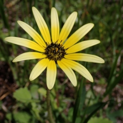 Arctotheca calendula (Capeweed, Cape Dandelion) at Koorawatha, NSW - 25 Sep 2022 by drakes