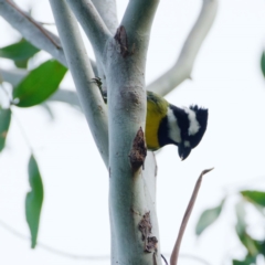 Falcunculus frontatus (Eastern Shrike-tit) at Paddys River, ACT - 25 Sep 2022 by regeraghty