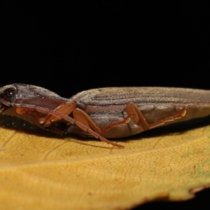 Monocrepidus sp. (genus) at Acton, ACT - 25 Sep 2022