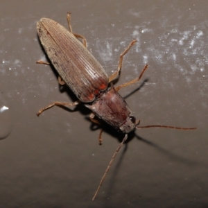 Monocrepidus sp. (genus) at Acton, ACT - 25 Sep 2022