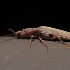 Monocrepidius (genus) at Acton, ACT - 25 Sep 2022 10:02 AM