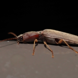 Monocrepidus sp. (genus) at Acton, ACT - 25 Sep 2022