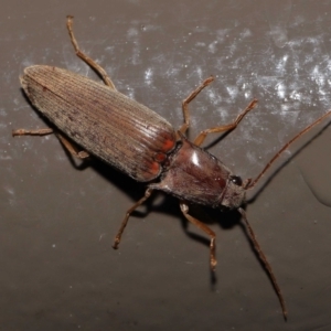 Monocrepidus sp. (genus) at Acton, ACT - 25 Sep 2022