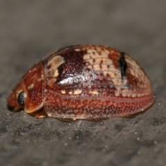 Paropsisterna sp. ("Ch11" of DeLittle 1979) at Acton, ACT - 25 Sep 2022 10:31 AM