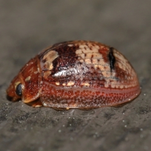 Paropsisterna sp. ("Ch11" of DeLittle 1979) at Acton, ACT - 25 Sep 2022 10:31 AM