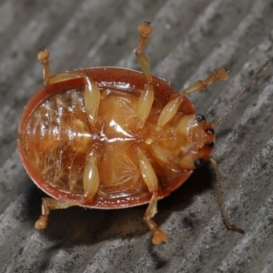 Paropsisterna sp. ("Ch11" of DeLittle 1979) at Acton, ACT - 25 Sep 2022 10:31 AM