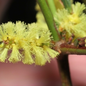 Sextius virescens at Acton, ACT - 25 Sep 2022